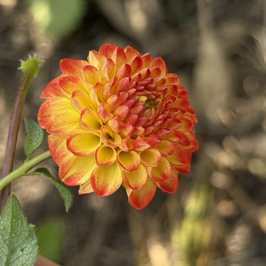 Seedling 24-28