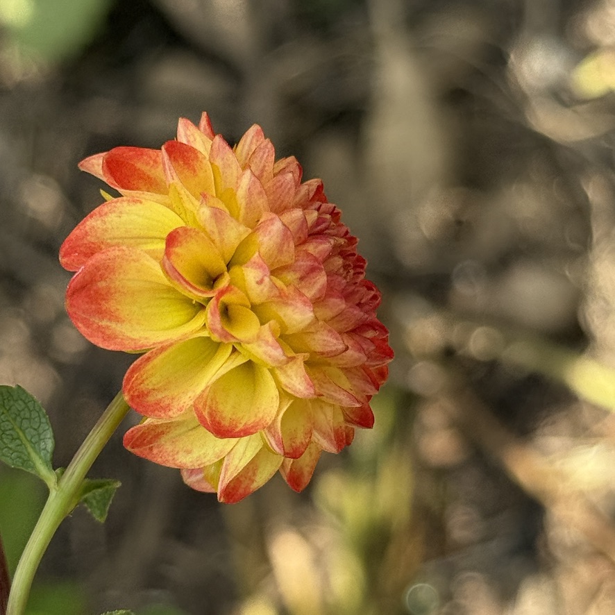 Seedling 24-28