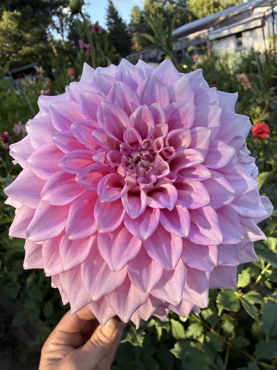 Skipley Road Jan dahlia close-up