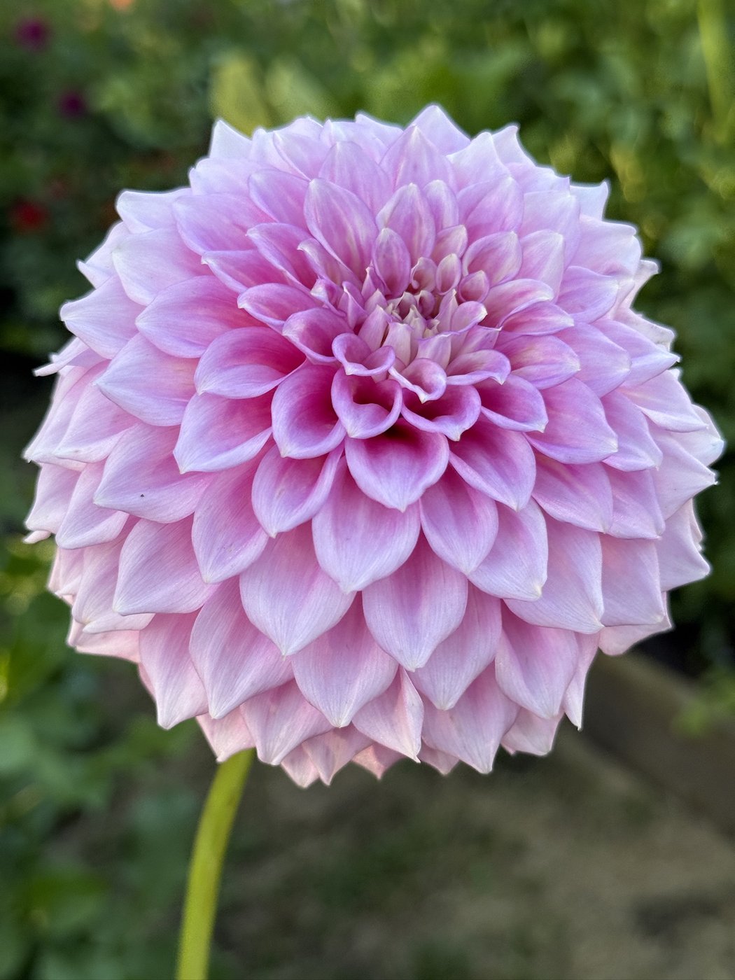 Skipley Road Jan dahlia blooms