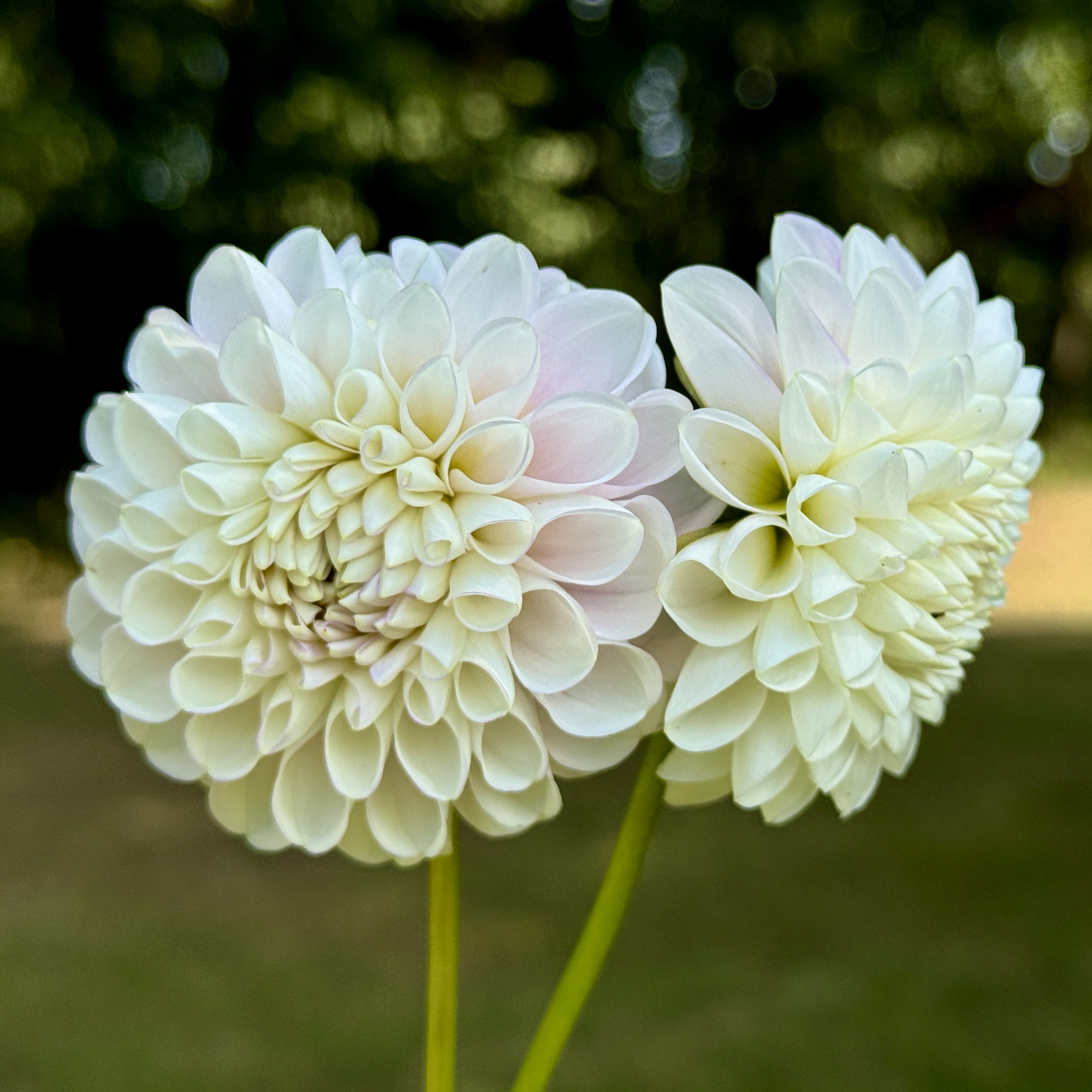Snoho Sonia dahlia