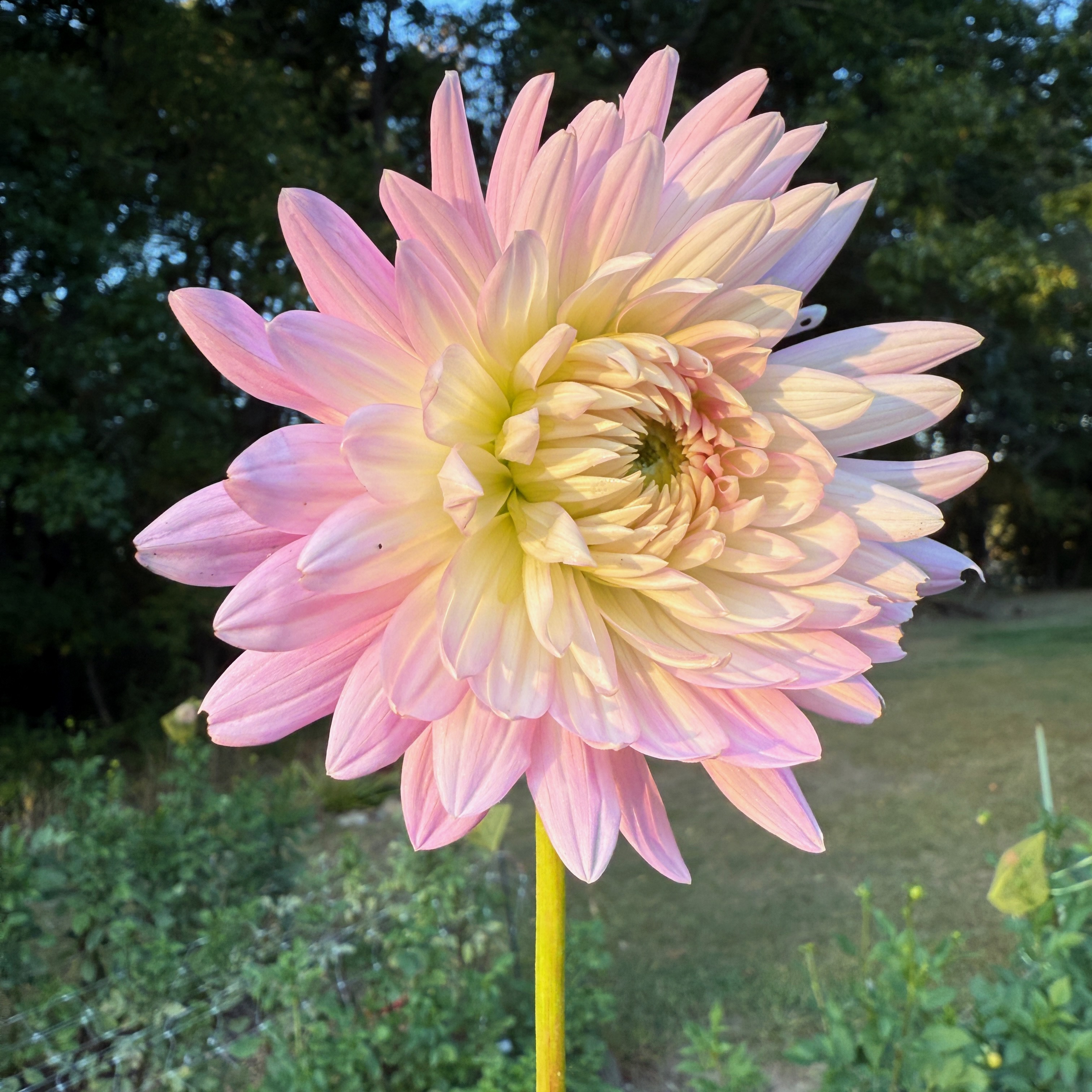 Sweet Dreams dahlia
