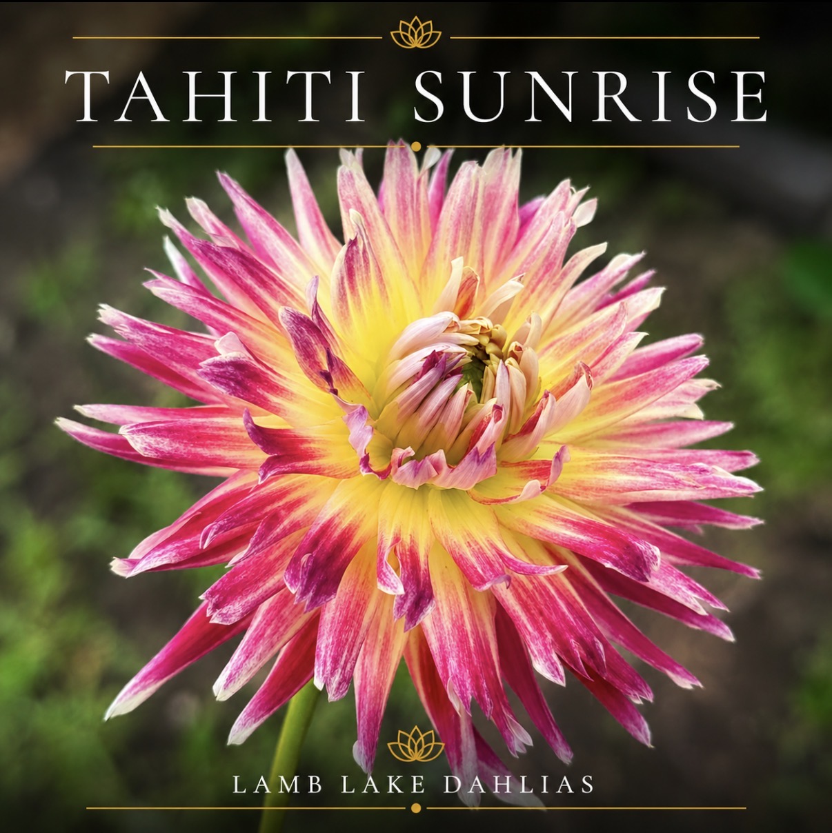 Tahiti Sunrise dahlia