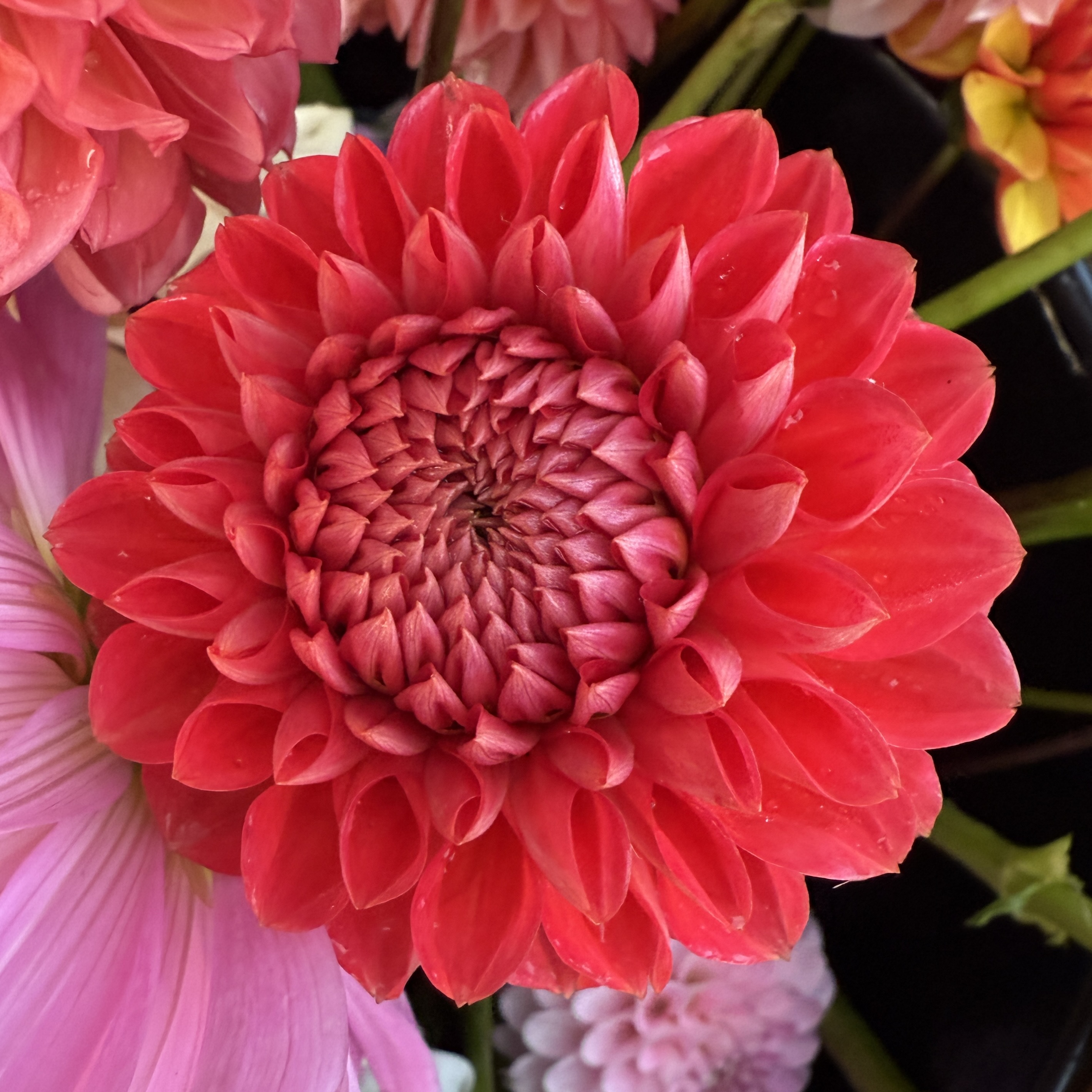 Tempest dahlia