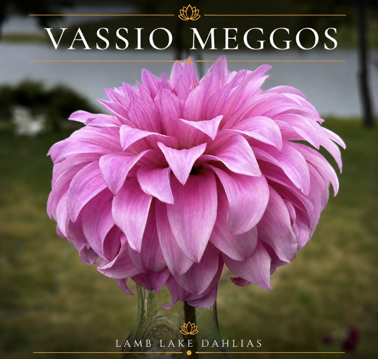 Vassio Meggos dahlia