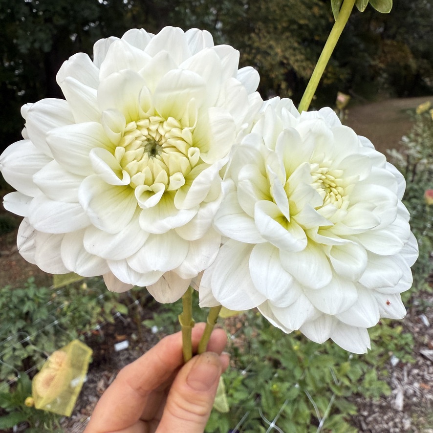 White Fawn dahlia