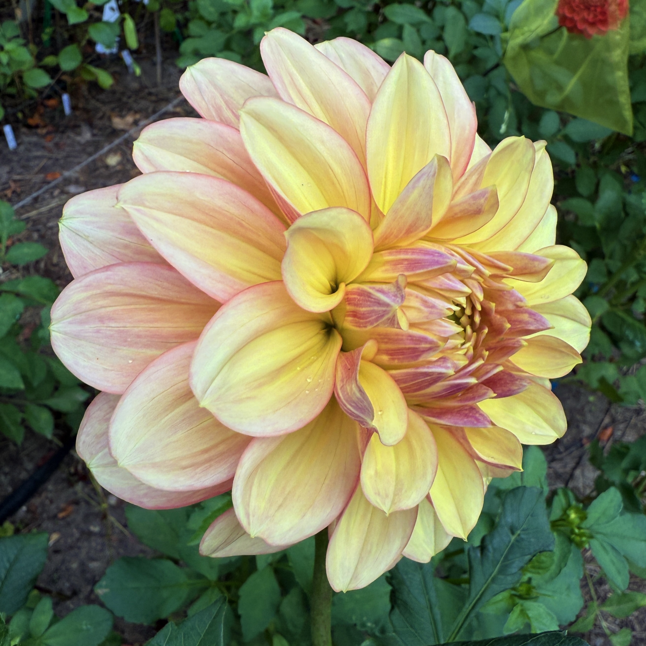 Wyn's NEW Pastel dahlia