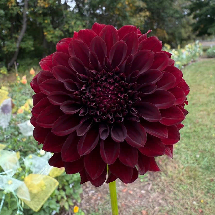 Black Satin dahlia