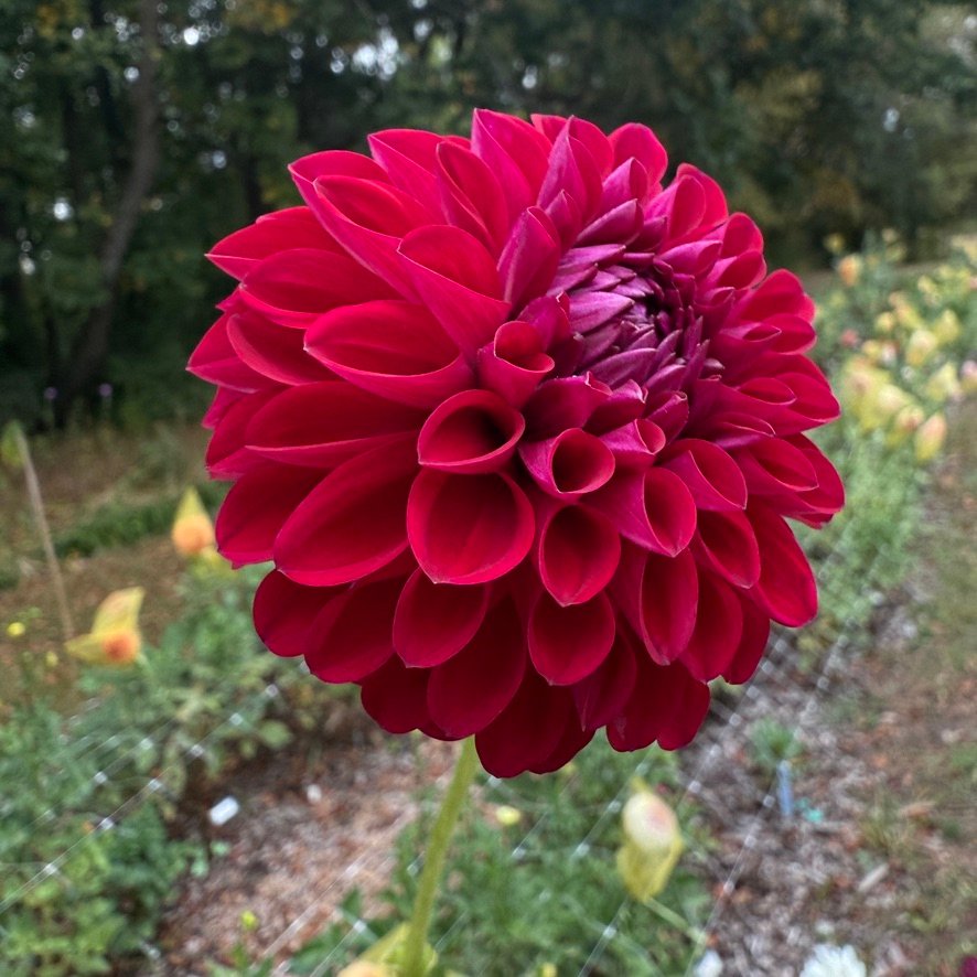 Bloomquist Rainier dahlia