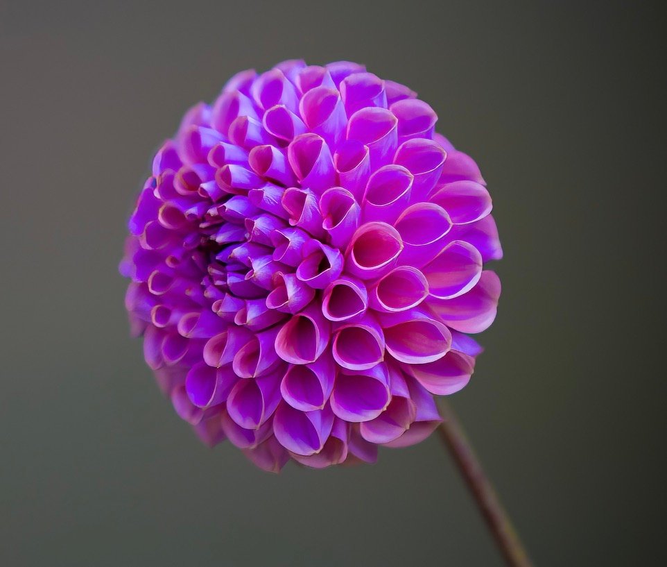 Isabel dahlia