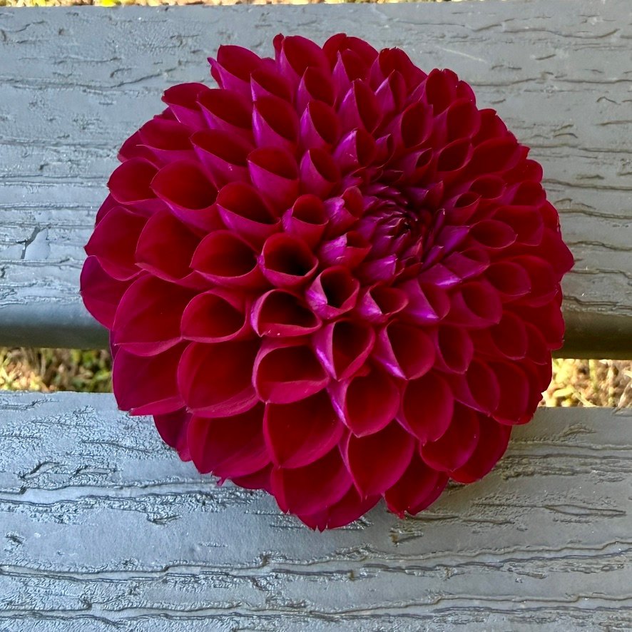Ivanetti dahlia