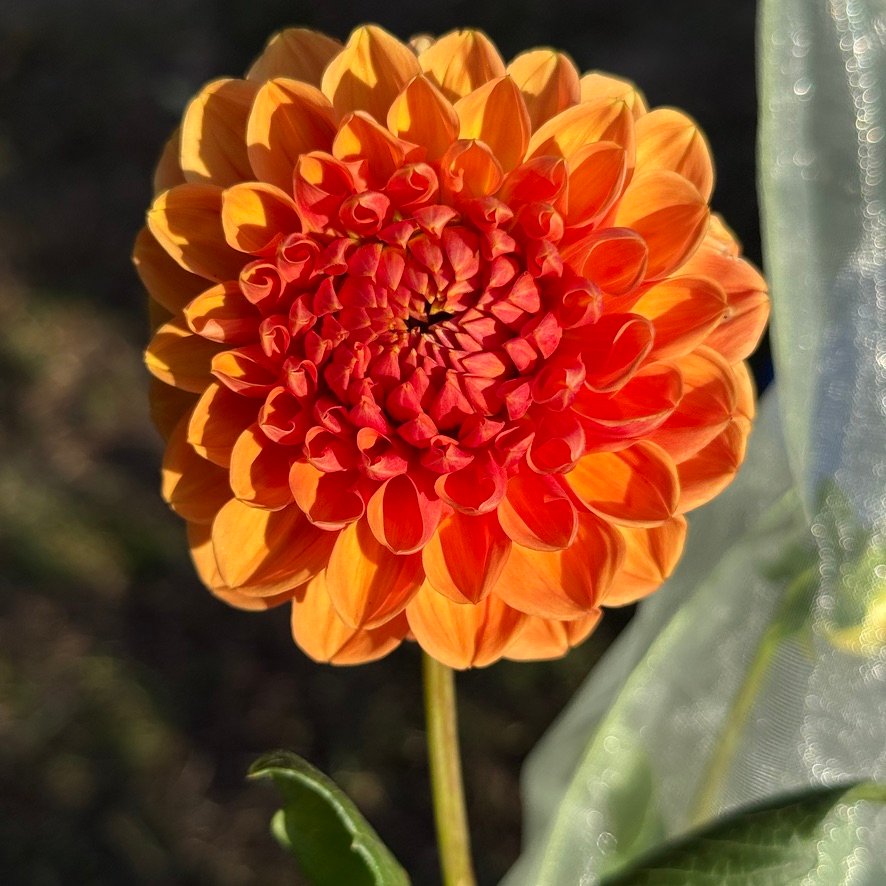 Long Island Lil dahlia