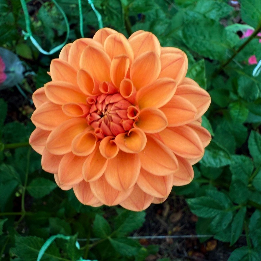 Maarn dahlia