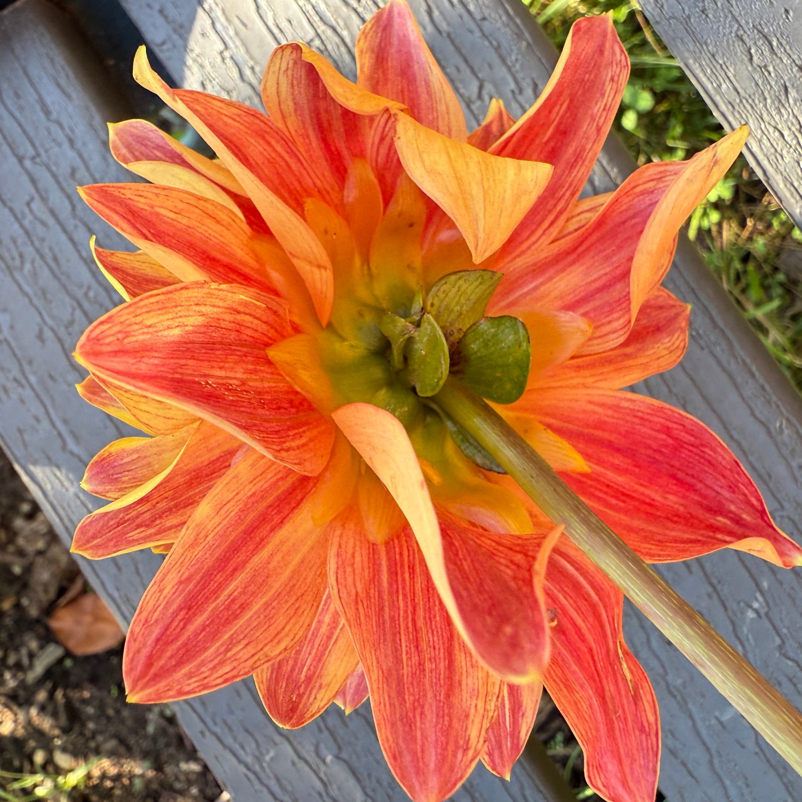 Seedling 24-22