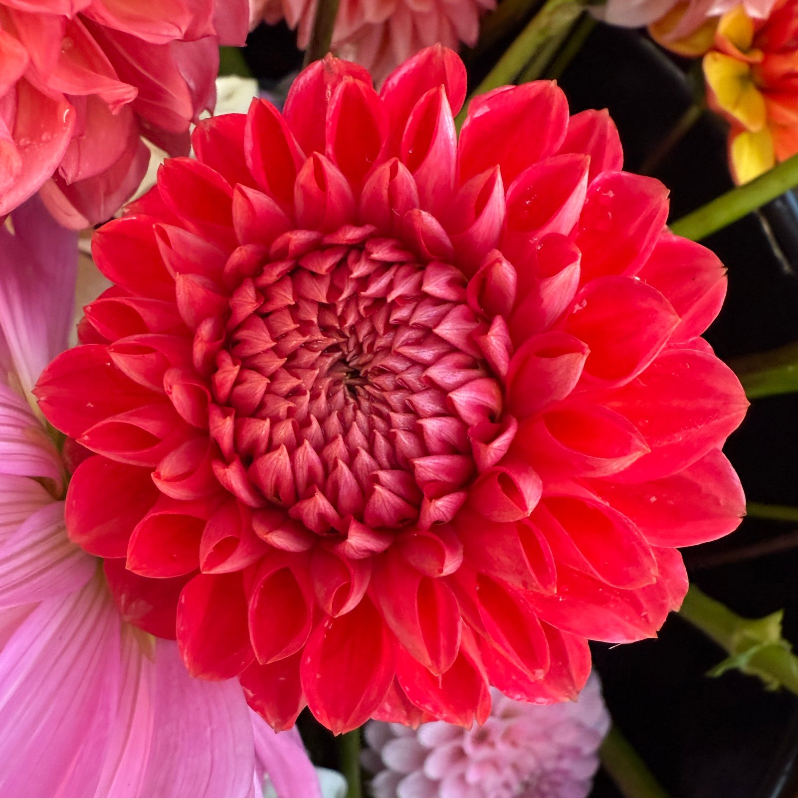 Tempest dahlia